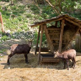 Unnatürlich hoher Wildstand durch intensive Fütterung